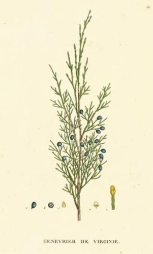 Thuja occidentalis - туя западная